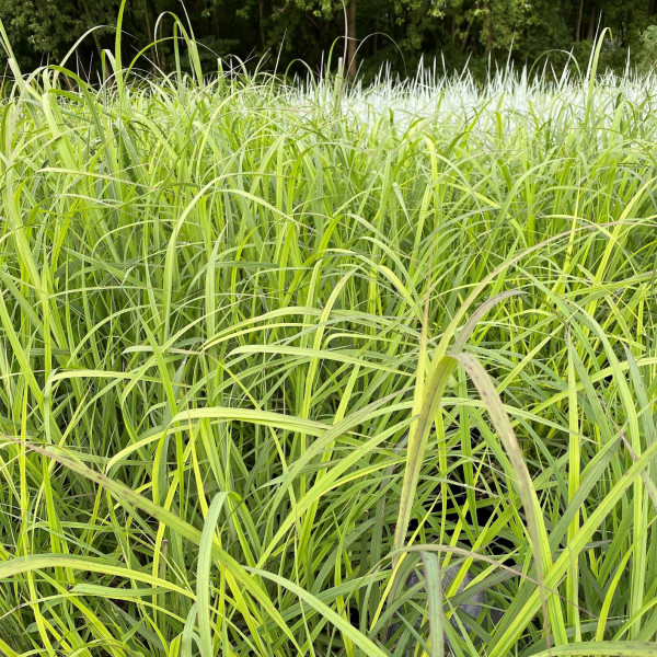 Andropogon Blackhawks has green foliage