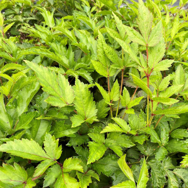 Astilbe Deutschland has white flowers