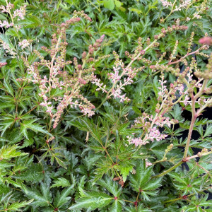 Astilbe Hennie Graafland has pink flowers