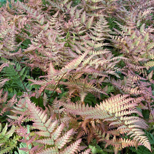 Autumn Fern has coppery orange leaves