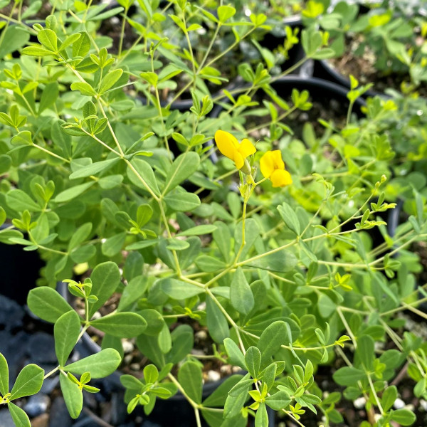 Baptisia tinctoria has yellow flowers