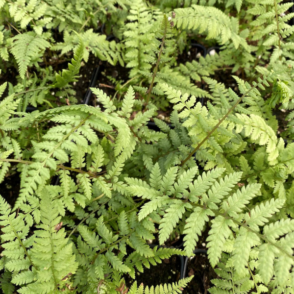 Bradford Beauty Fern has silver and green foliage