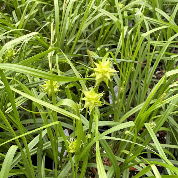 Carex New Moon Mighty has green foliage