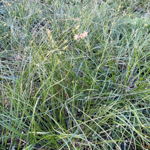 Carex rosea has green foliage