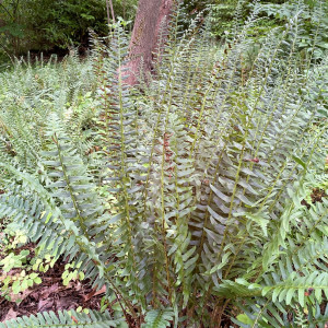 Christmas Fern has green leaves