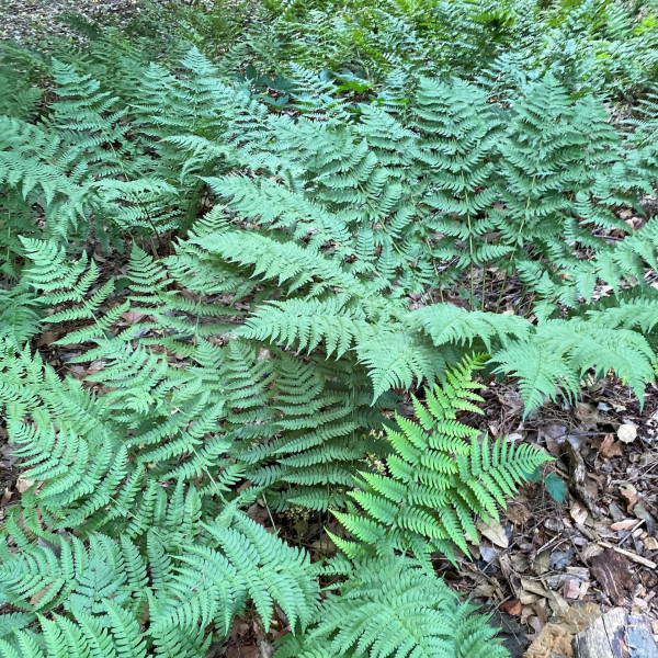 Easterwood Fern has green foliage