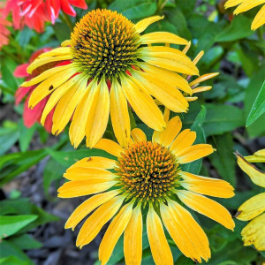 Echinacea Golden Skipper has yellow flowers