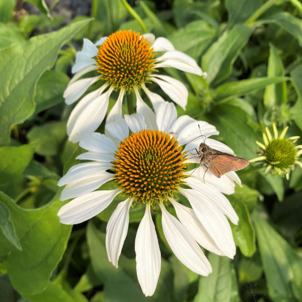 Echinacea White Swan has white flowers