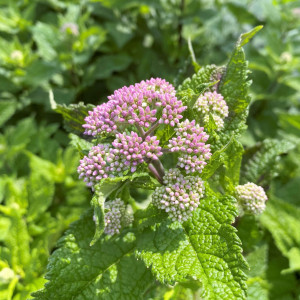 Eupatoroium Little joe has pink flowers