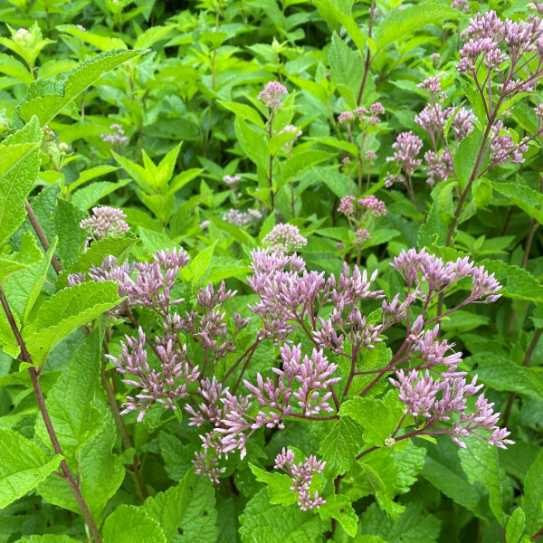 Eupatorium fistulosum has pink flowers