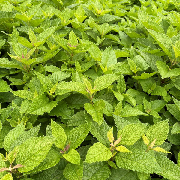 Eupatorium fistulosum has pink flowers