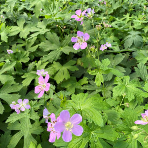 Geranium maculatum has purple flowers