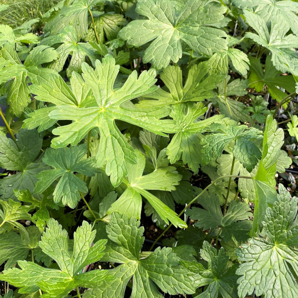 Geranium maculatum has pink flowers