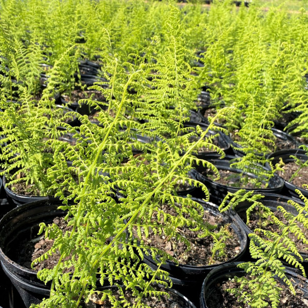 Hayscented Fern has green leaves