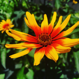 Hekiopsis Burning Hearts has yellow and red flower