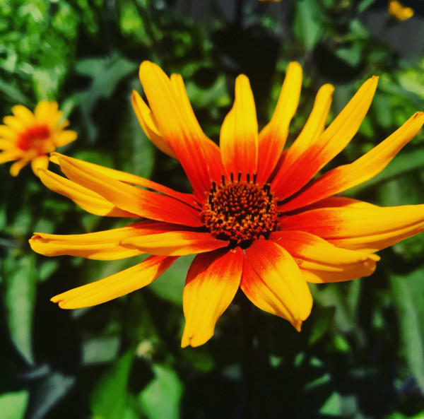 Hekiopsis Burning Hearts has yellow and red flower