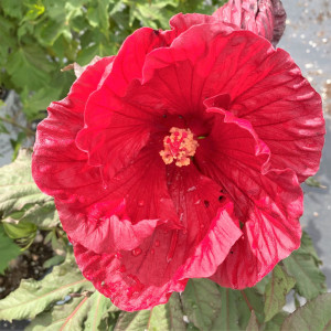 Hibiscus Cranberry Crush has red flowers