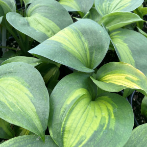 Hosta Beyond Glory has dark and light green leaves