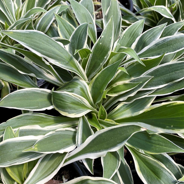 Hosta Ginko Craig has green and white leaves