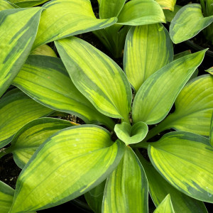 Hosta Paradigm has gold leaves