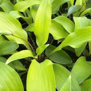 Hosta Designer Gene has yellow foliage