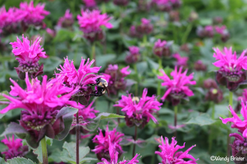 Bee on Beebalm.