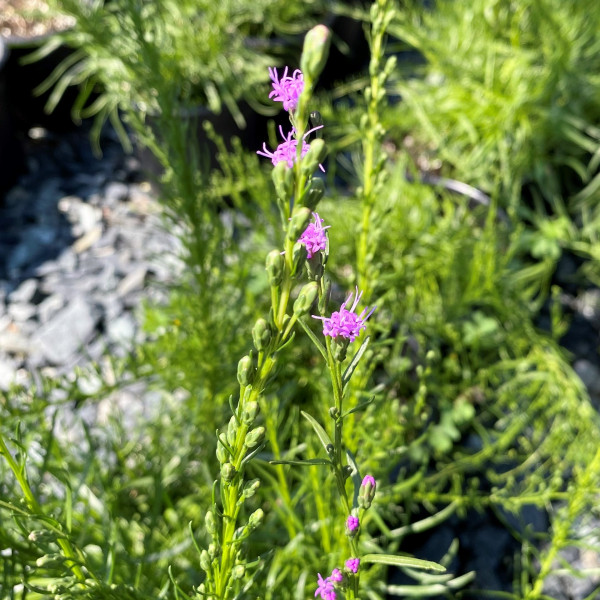 Liatris microcephala has purple flower