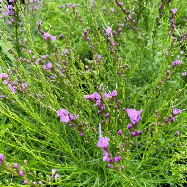 Liatris microcephala has purple flowers