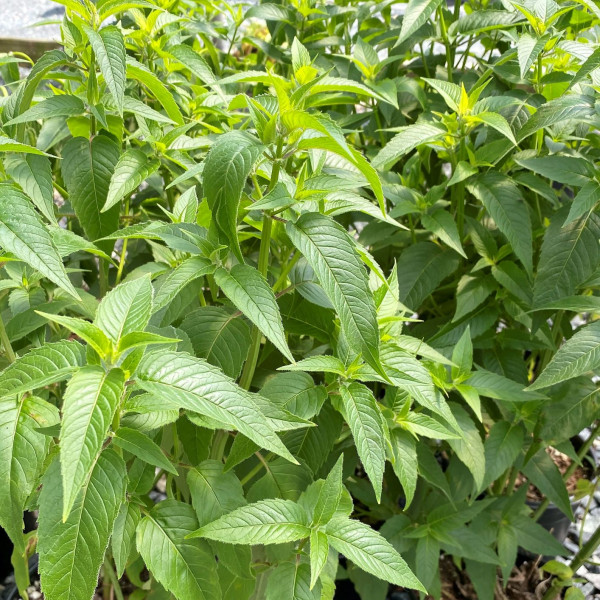 Monarda Clair Grace has lavender flowers