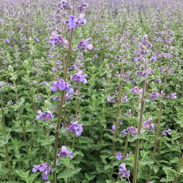 Nepeta Walkers Low has blue flowers