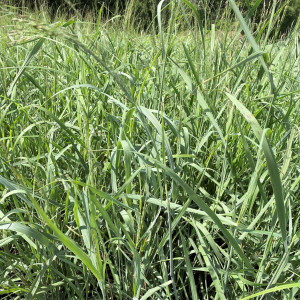 Panicum Heavy Metal has green leaves