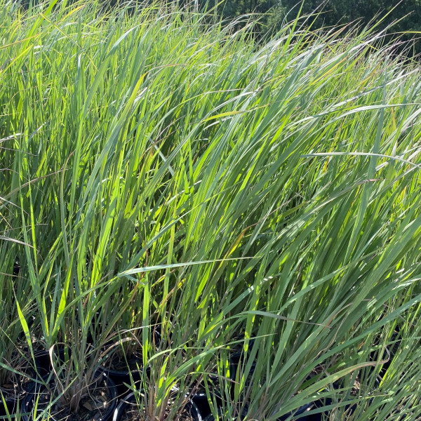 Panicum Northwind has green foliage