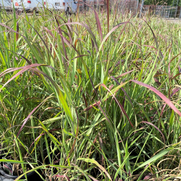 Panicum Shenandoah has green and red foliage