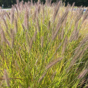 Pennisetum Cayenne has green foliage