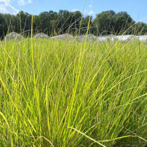 Pennisetum alopecuroides has green foliage