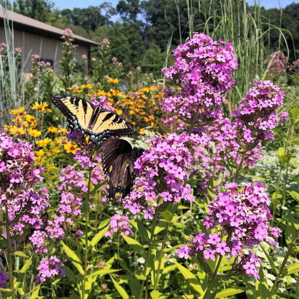 Phlox Jeana has pink flowers