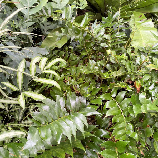 Rochford's Holly Fern has green leaves