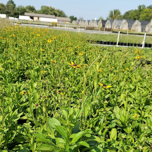 Rudbeckia fulgida has yellow flowers