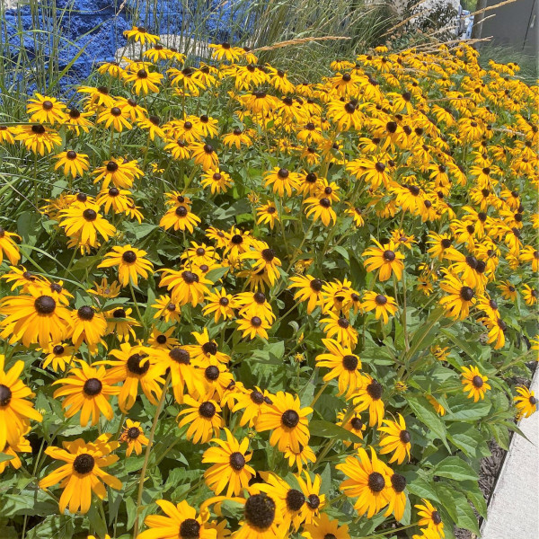 Rudbeckia Goldstrum has yellow flowers