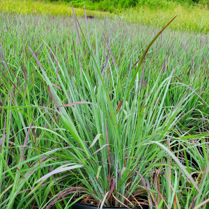 Schizachyrium Standing OVation has blue foliage