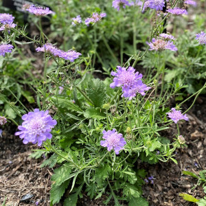 Scabiosa Butterfly Blue has blue flowers