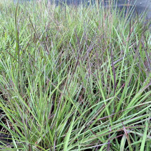 Schizachyrium Blue Heaven has blue foliage