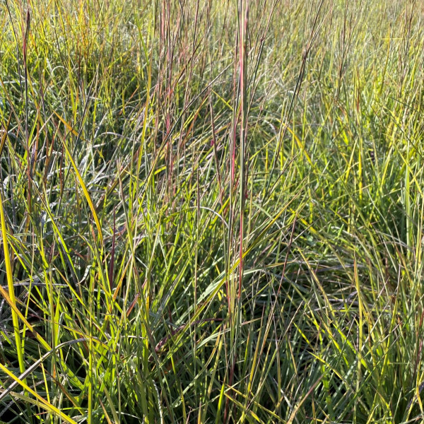 Schizachyrium Prairie Blues has blue green foliage