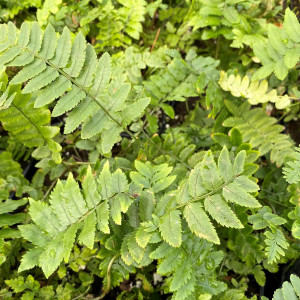 Shaggy Shield Fern has green foliage