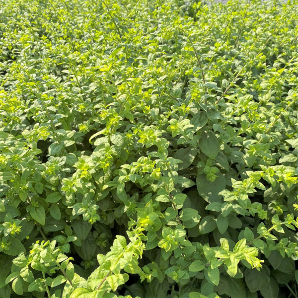 Solidago Golden Fleece has yellow flowers