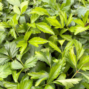 Astilbe Snowdrift has white flowers