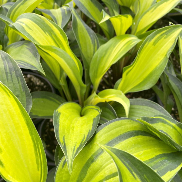 Hosta Island Breeze has green and yellow foliage