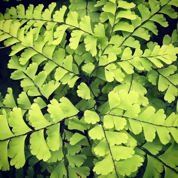 Maiden Hair Fern has green foliage