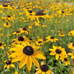 Rudeckia fulgida has yellow flowers