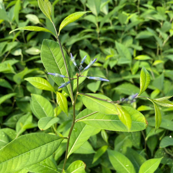 Amsonia Storm Cloud has blue flowers